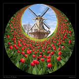 Keukenhof Hollandia 121